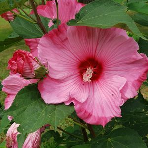 Meet your Posher, Ginny